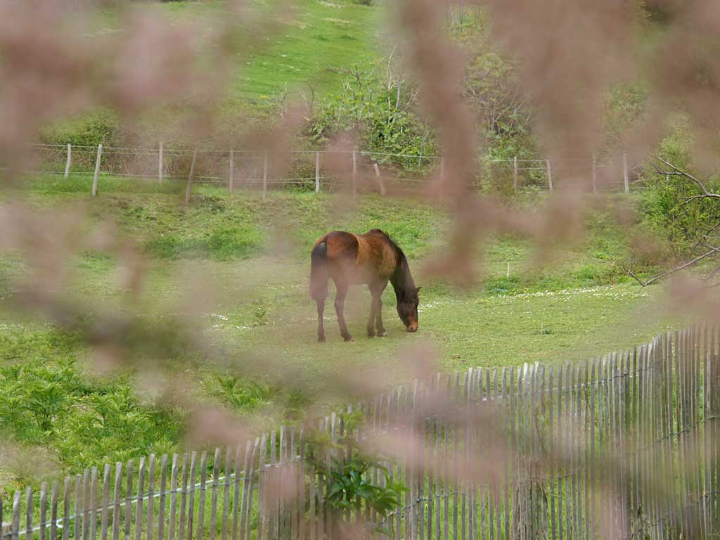 faune7.jpg