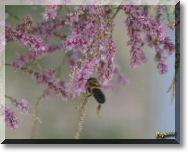 abeille.jpg