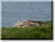 faune3.jpg