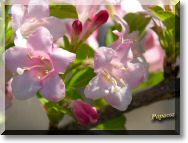 fleurrose1.jpg