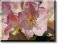 fleurrose.jpg