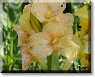 pistil.jpg