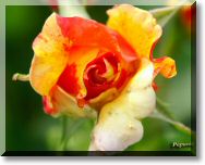 rose1.jpg
