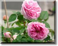 rose2.jpg