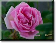 rose.jpg