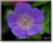 violette2.jpg